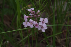 Cardamine macrophylla
