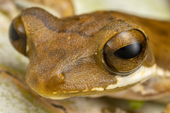 Polypedates cruciger