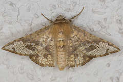 Canaea ryukyuensis