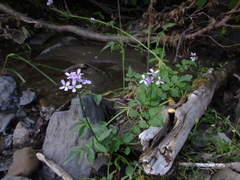 Cardamine macrophylla