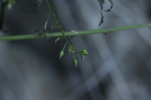 Grassleaf Pepperweed (Lepidium graminifolium)