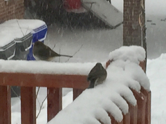 Junco hyemalis