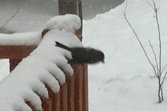 Junco hyemalis