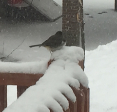 Junco hyemalis