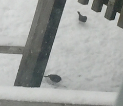 Junco hyemalis