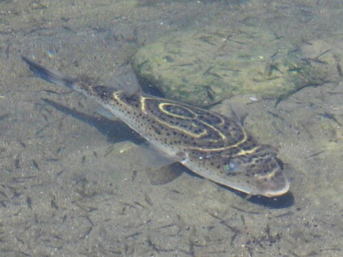 Rosenblatt's puffer (Sphoeroides rosenblatti) — Tetraodontidae — 4