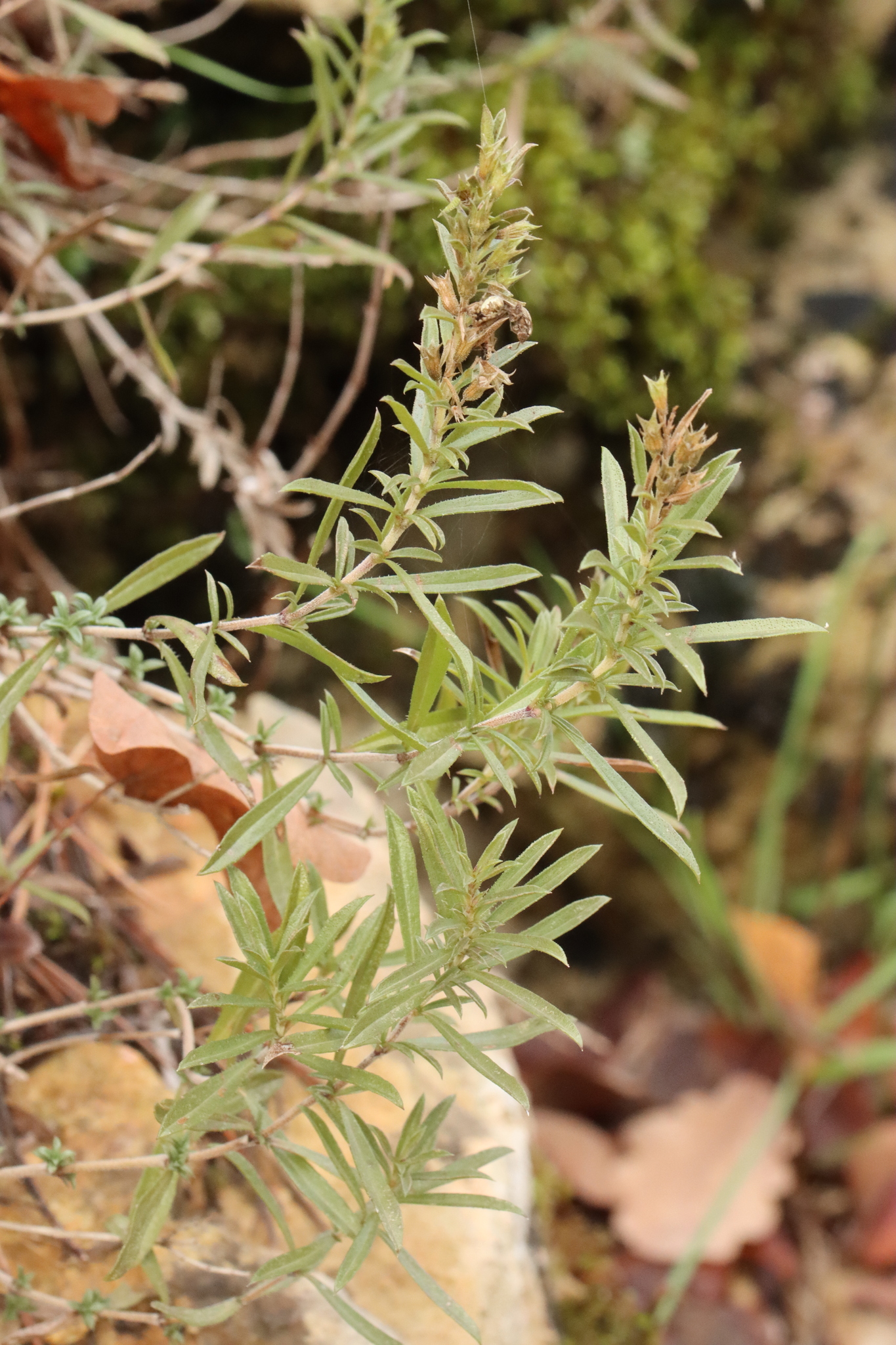 Winter Savory (Satureja montana)