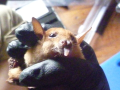 Macroglossus minimus