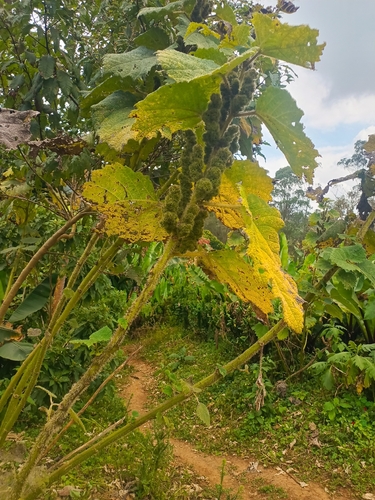 Girardinia bullosa