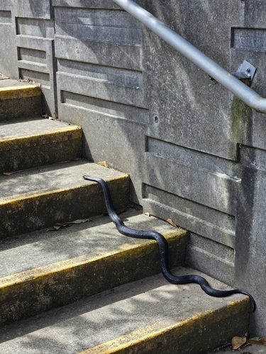 Red-bellied Black Snake sighting