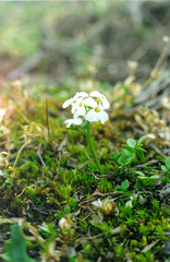 Cardamine microphylla