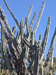 Stenocereus pruinosus, photograph (c) Zac Peterson, some rights reserved (CC BY)