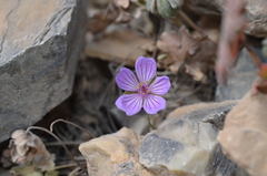 Geranium sophiae