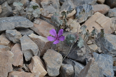 Geranium sophiae