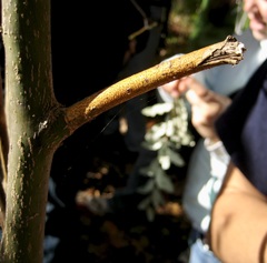 Aurantioporthe corni