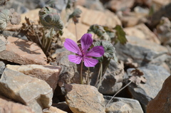 Geranium sophiae