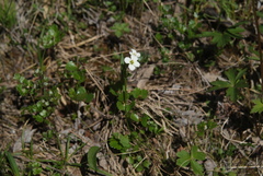 Cardamine microphylla
