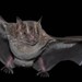 Large Fruit-eating Bat - Photo (c) ddavilareyes, some rights reserved (CC BY-NC), uploaded by ddavilareyes