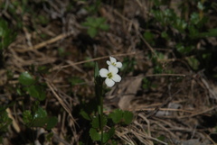 Cardamine microphylla