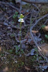 Cardamine microphylla