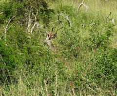 Tragelaphus imberbis
