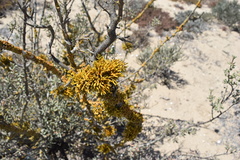 Dufourea flammea