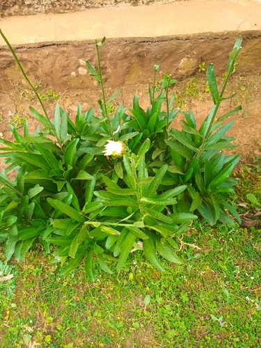 max chrysanthemum
