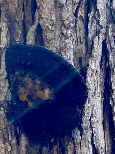 iNaturalist observation photo of Bracket Fungi