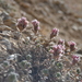 Dracocephalum oblongifolium - Photo (c) Aleksandr Naumenko, algunos derechos reservados (CC BY-NC), subido por Aleksandr Naumenko