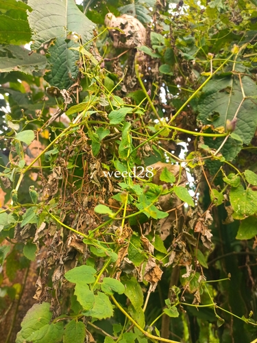 Lactuca paradoxa