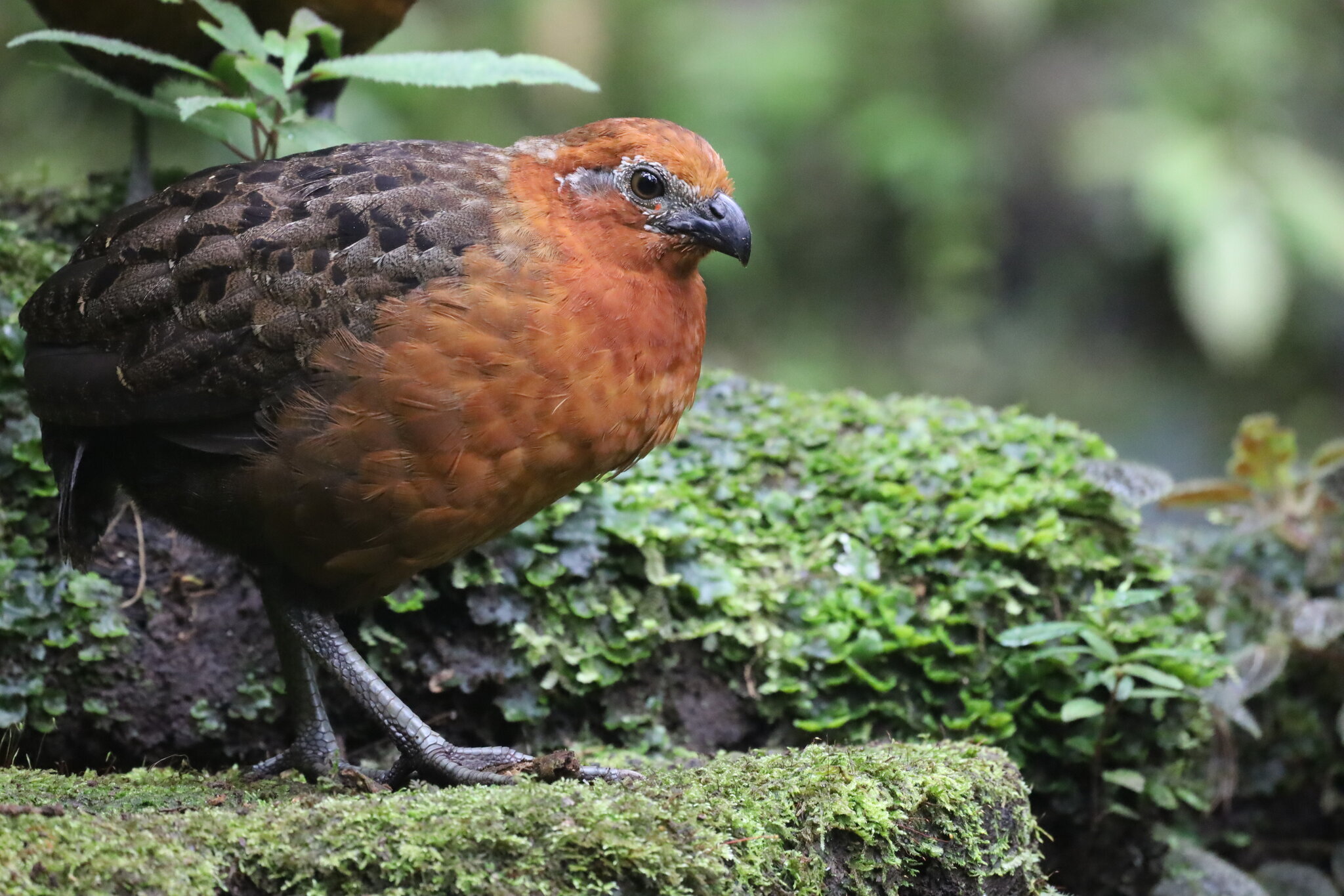 Chestnut Wood Quail (Odontophorus hyperythrus), photo 9