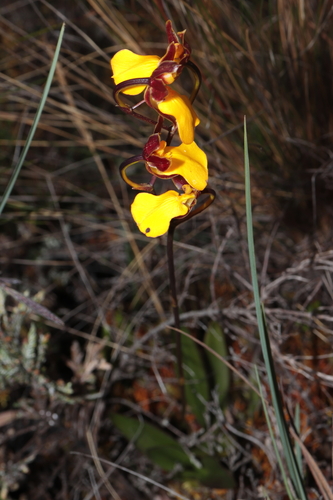 Golden Cyrtochilum (Cyrtochilum aureum)
