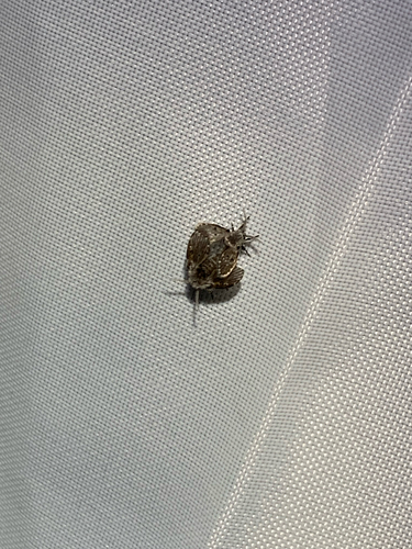 Unknown species found near Sherwood Trail, Grey Forest, TX, US
