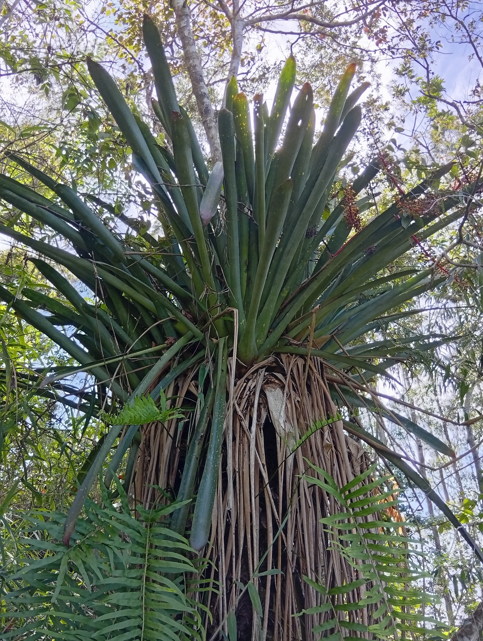 Aechmea ramosa