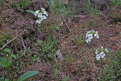 Cardamine microphylla