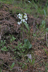 Cardamine microphylla