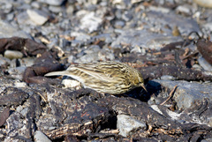 Anthus antarcticus