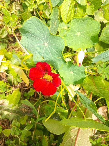 garden nasturtium