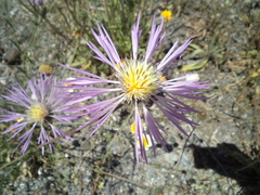 Centaurea