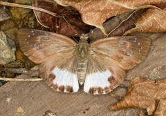 Tagiades trebellius