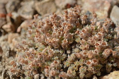 Androsace dasyphylla