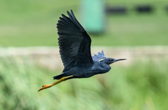 Slaty Egret photo 2