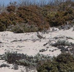 Certhilauda curvirostris