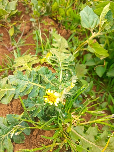 Haplocarpha schimperi