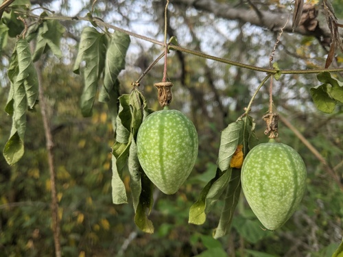 cupped passionflower (Passiflora bryonioides)