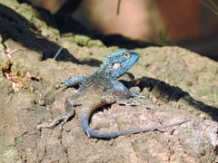 Acanthocercus ugandaensis