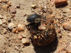 Scarabaeus intricatus