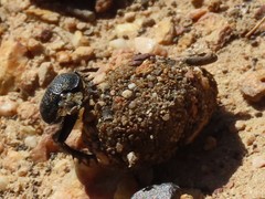 Scarabaeus intricatus