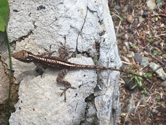 Anolis cristatellus wileyae