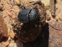 Scarabaeus intricatus